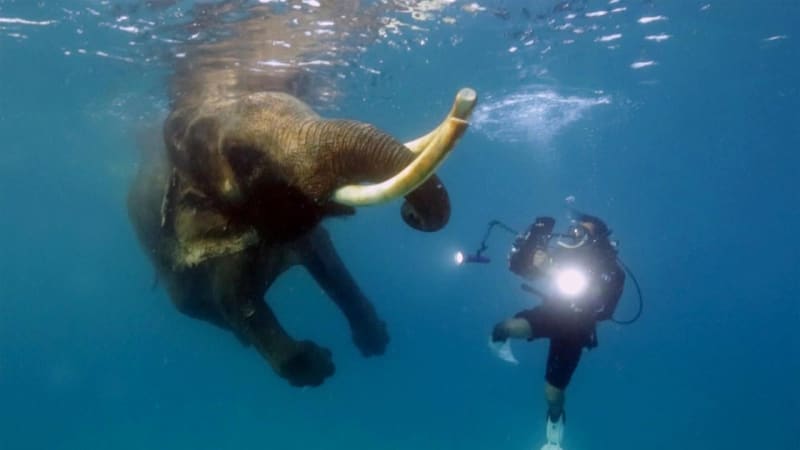 Když potápěč potká slona