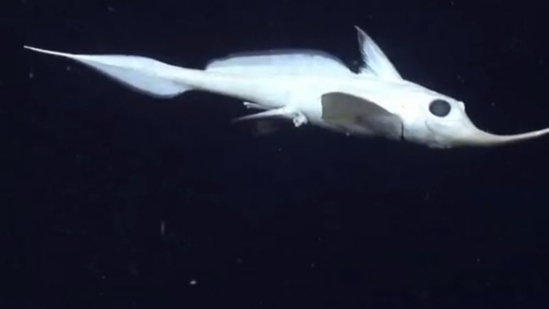 Ryba, nebo motýl? Vědci nafilmovali zcela nepravděpodobného mořského tvora