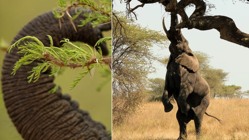 Africké stromy mají jedinečné ochránce před slony. Člověk je jen další škodná