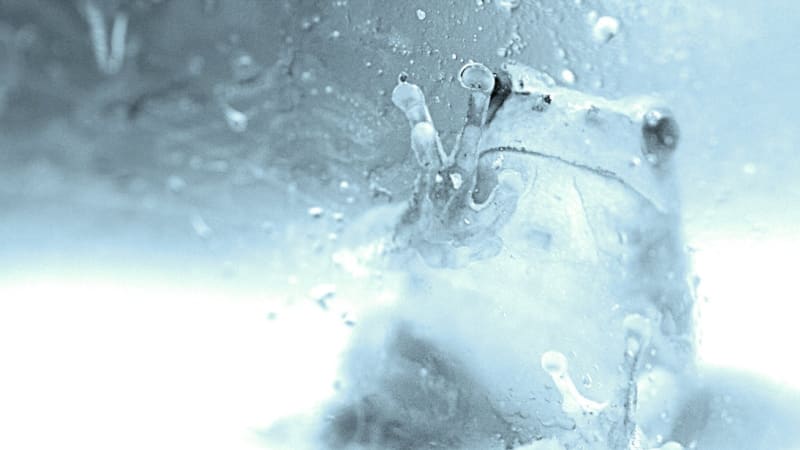 Nesmrtelné žáby: dokážou přežít i totální zamrznutí
