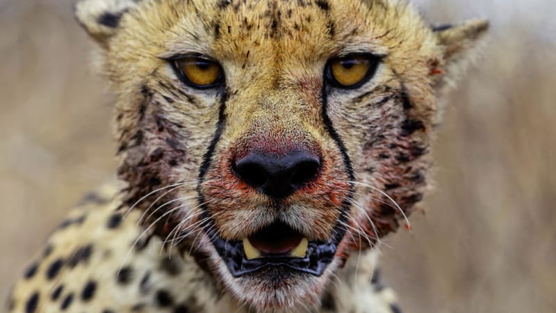 Jak loví gepard? I nejrychlejší predátor světa musí mít strategii