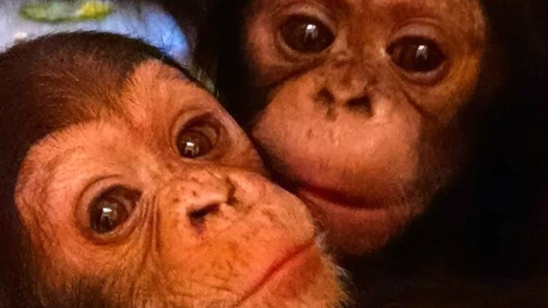 Novorozená šimpanzí dvojčata