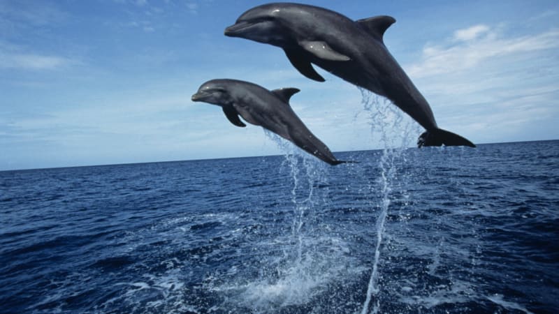 Úžasné: velryby si adoptovaly zraněného delfína