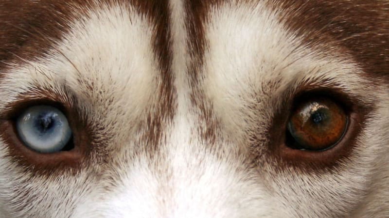 Proč psi vyměšují na jih? Vědci odhalili jejich superschopnost!