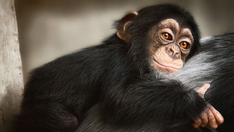 Šimpanzi jsou schopní naučit se cizí jazyk, odhalili biologové