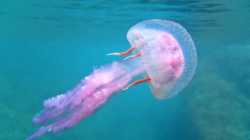 Agresivní medúzy zaplaví evropská moře. Bude to konec turistiky?