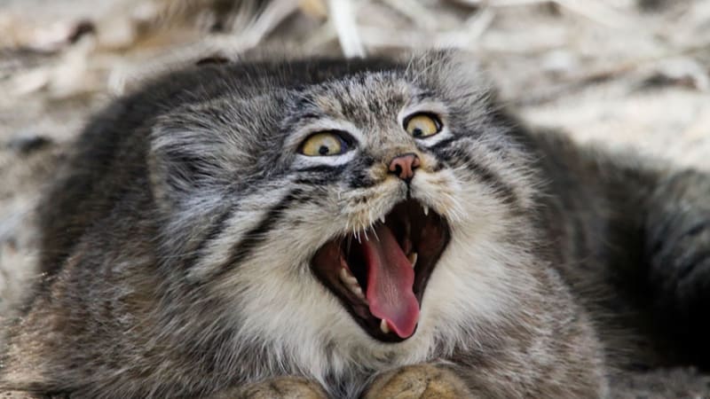 Manulové: krásné a zcela ohrožené divoké kočky
