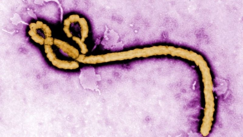 Jak se šířila ebola: kde se vzala a kam postupuje?