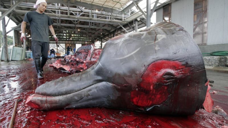 Hurá! Japonsko musí skončit s vražděním velryb!