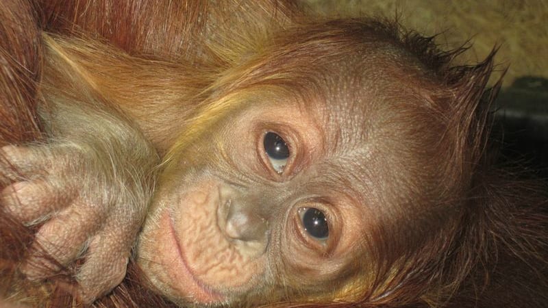 Mladý orangutan