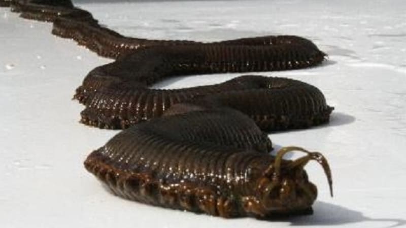 Třímetrový mořský červ – zabiják s kastrační přezdívkou