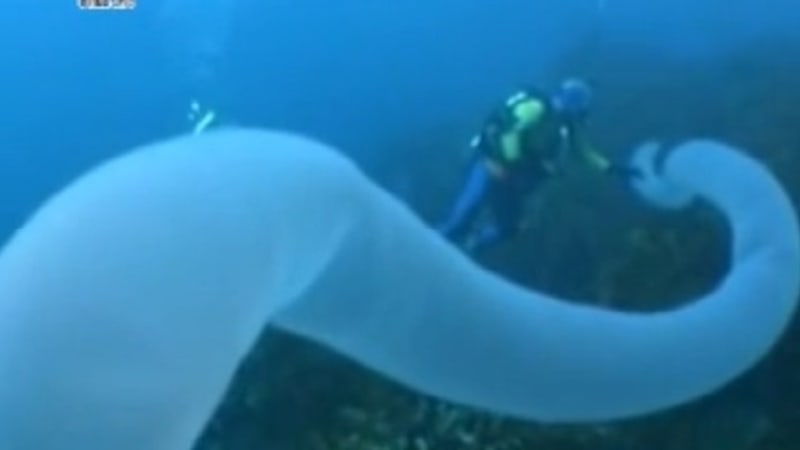 VIDEO: Děsivý dvacetimetrový tvor z hlubin. Co je to zač?