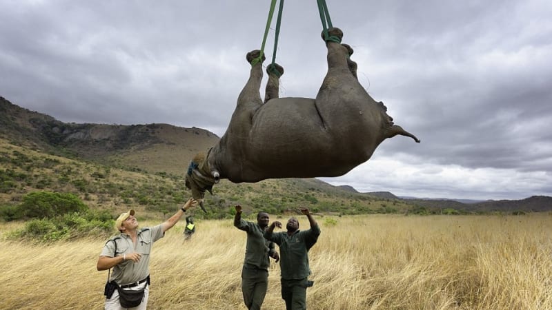 Radikální plán: Přestěhujte nosorožce z Afriky do Ameriky, navrhují ochránci