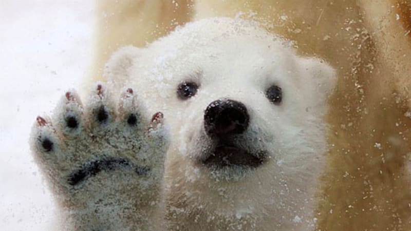 Ledním medvědům hrozně smrdí nohy. A díky tomu přežívají v Arktidě