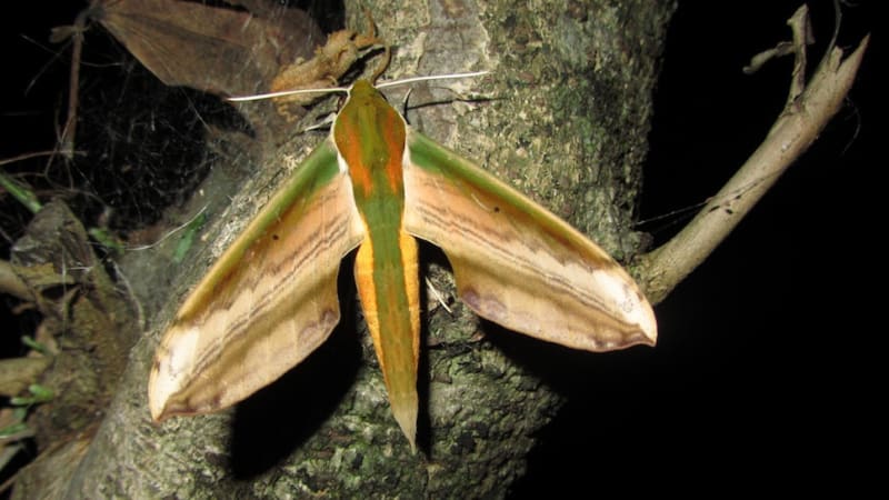Ultrazvukový výboj z genitálií: tak bojují motýli proti netopýrům