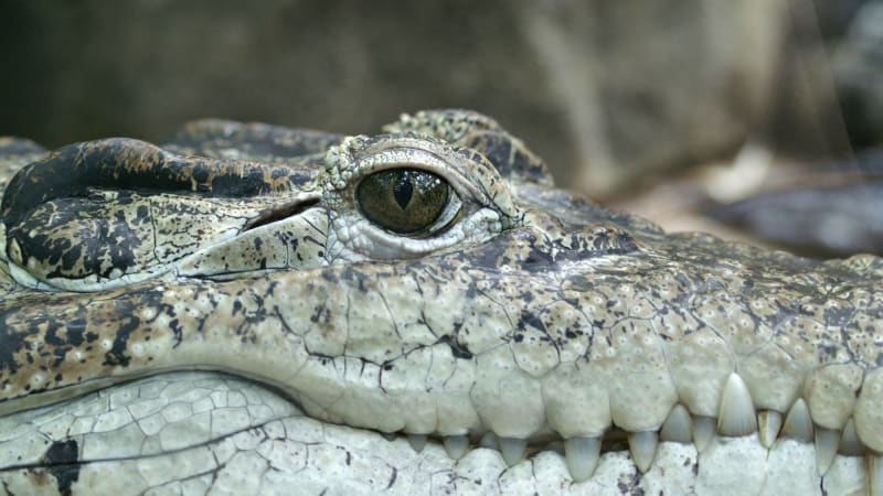 Aligátoři a krokodýli versus člověk. Jak moc jsou nebezpeční?