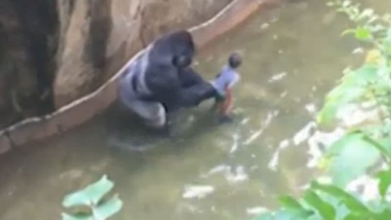 Čtyřleté dítě spadlo do výběhu goril – zoo musela samce zastřelit