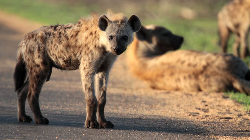 Hyeny - tvorové se špatnou pověstí