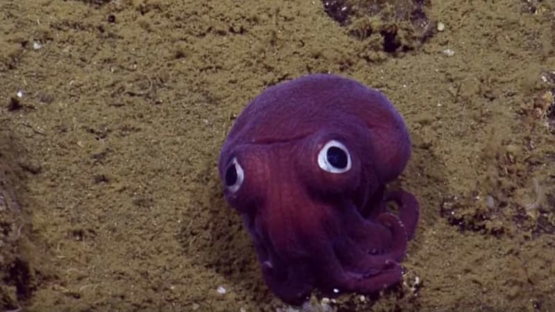 VIDEO: Vědci nafilmovali bizarní chobotničku, co vypadá jako Pokémon