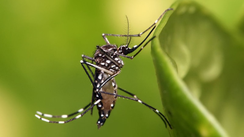 Vir zika snižuje hladinu testosteronu a může způsobit i mužskou neplodnost