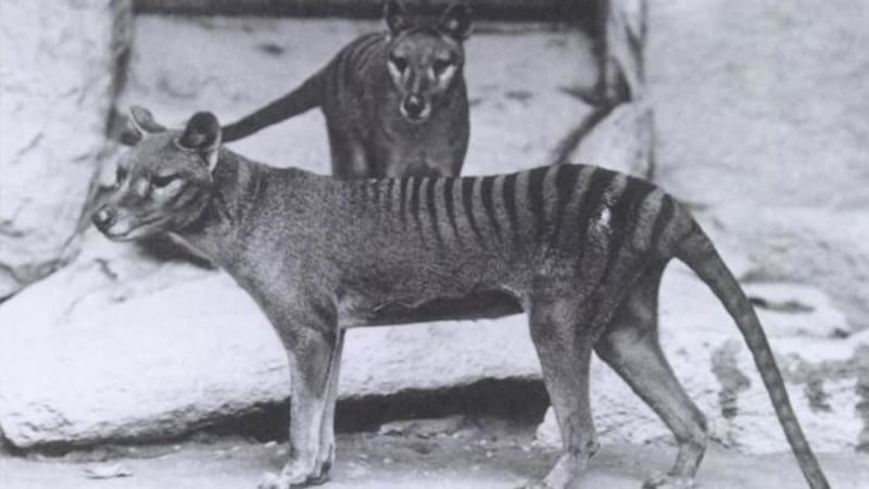 Před 86 lety vyhynul vakovlk tasmánský. Víte, kdo stál za jeho zkázou?