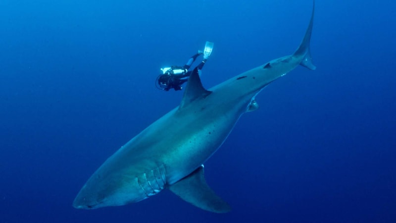ZOOMujeme kolem světa Chorvatsko - Itálie: Žraloci na Jadranu? Žádný problém, ve Středomoří jich žije 47 druhů
