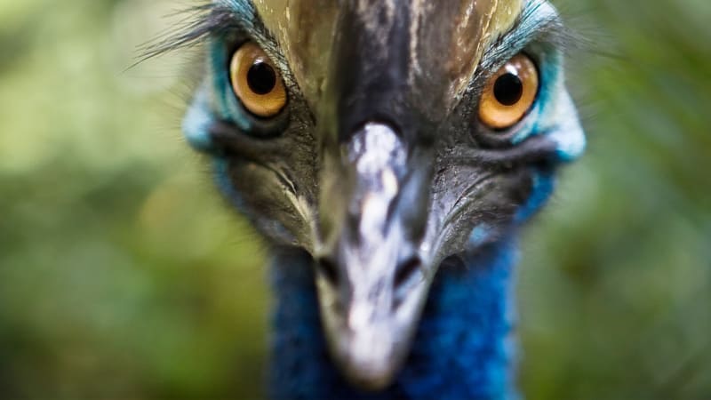 Nejnebezpečnější pták světa zabije i člověka. Drápy má větší než velociraptor