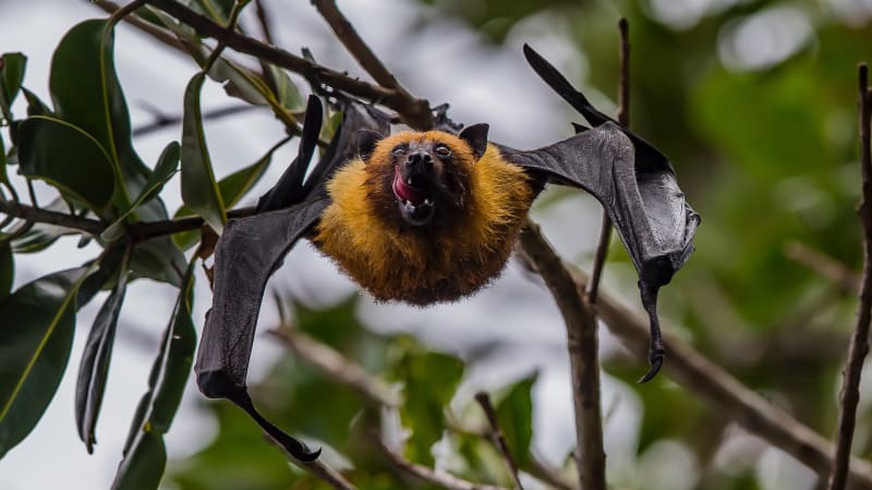 Jak je možné, že netopýři přenášejí koronaviry a nevymřou? Vědci jsou na stopě superimunity