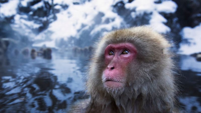 Opice u Fukušimy mají radioaktivní krev