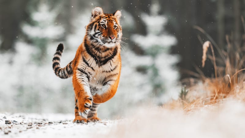 Tygr ussurijský je nepříliš úspěšný lovec. Na pokraji vyhubení je však kvůli pověrám
