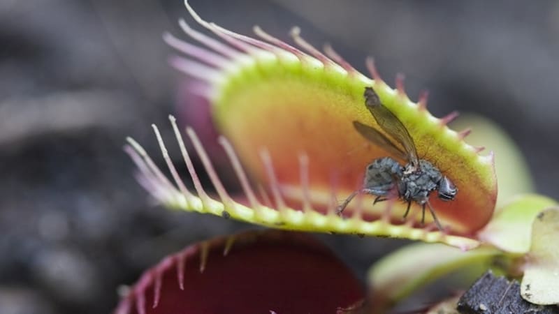 VIDEO: Poslední, co vidí hmyz, než ho sežere rostlina