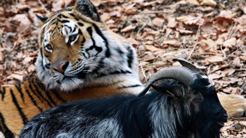 Tygr odmítl v zoo sežrat kozla – stali se pak přáteli. A byli obviněni z propagace homosexuality