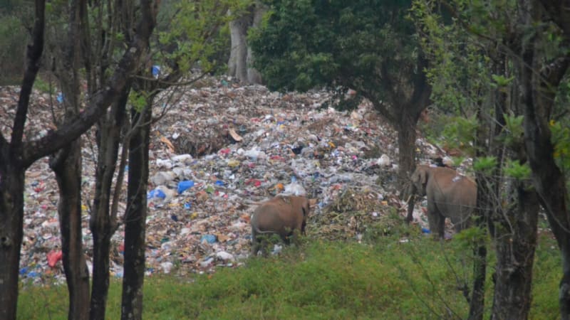 Mění sloni své chování? Co dělají na smetišti?
