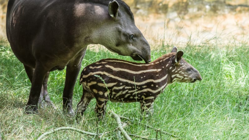 Prima ZOOM pokřtila mládě tapíra v pražské zoo. Jak se malý krasavec jmenuje?