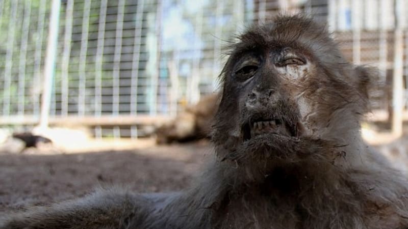 VIDEO: Nejhorší zoo světa má v klecích uhynulá zvířata