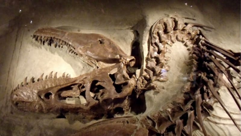 Dinosauří kanibalové: hlad před 70 miliony lety