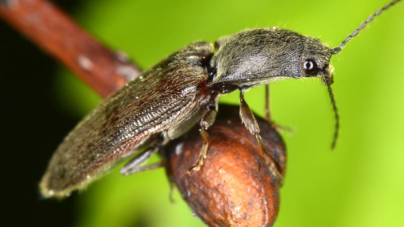Hmyzí katapult: Unikátní obrana kovaříků nedá predátorům šanci