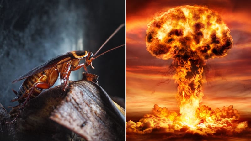 Nejen šváb přežije atomový výbuch. Nová studie odhalila jeho hmyzí konkurenci