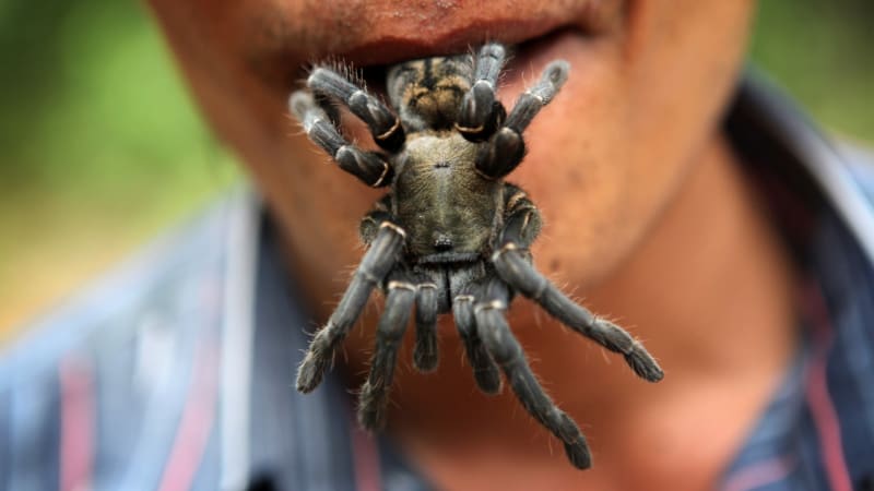 Jak se nejlínější pavouci rozšířili po celém světě? Sklípkani nejsou jen na jednom kontinentu