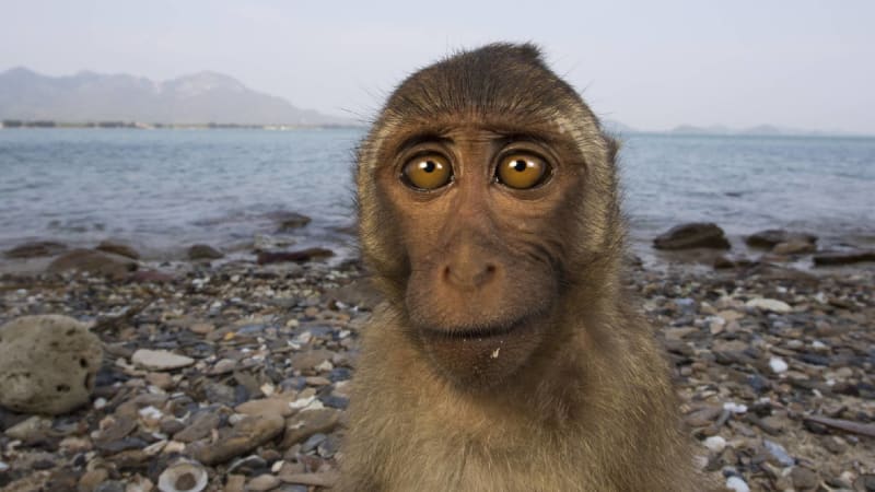 Opičí doba kamenná už nastala, nástroje používají další tři druhy primátů