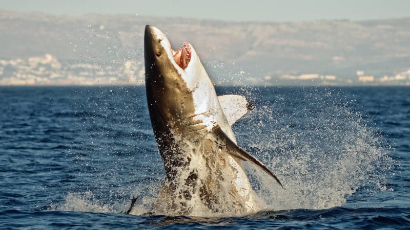 Jak loví velký bílý žralok? V bezpečí nejste ani pár metrů nad hladinou