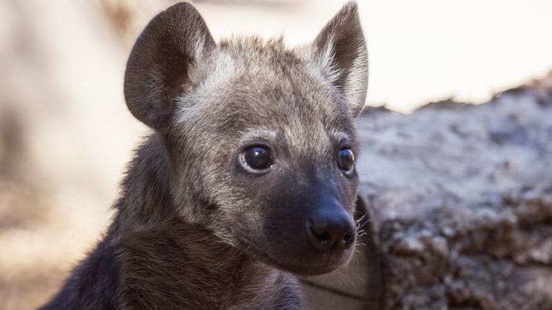 Mláďata hyeny