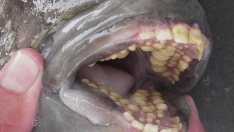 Ryba s lidskými zuby. Příběh fascinující hříčky přírody
