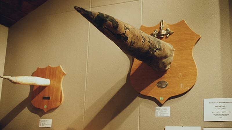 Muzeum penisů na Islandu: nejpodivnější výstava světa