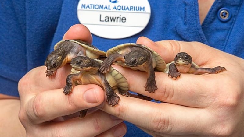Mláďata želvy krátkorkčky zoubkované