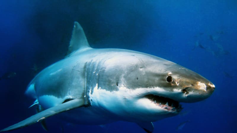 Japonci se poprvé pokusili chovat v zajetí velkého bílého žraloka. Zemřel za tři dny!