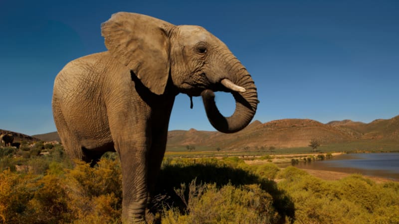 Konec boje proti pytlákům! Sloni se budou zabíjet dál