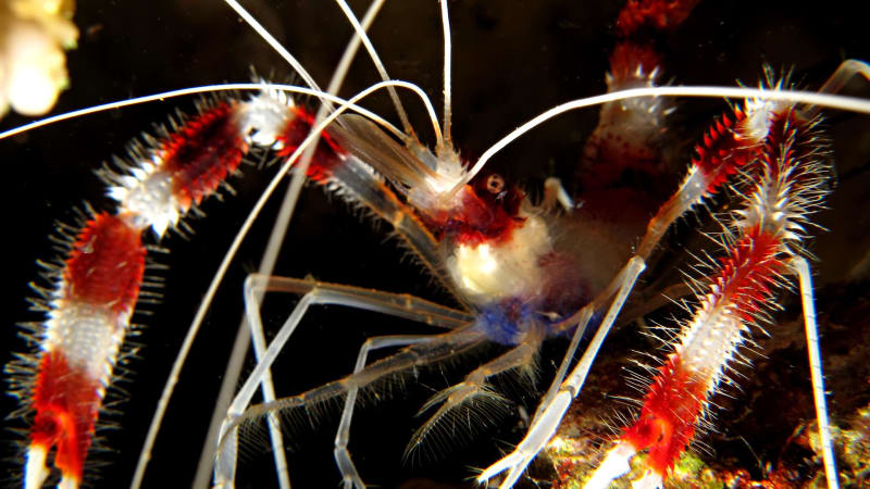 Mycí linka oceánu nabízí nejpracovitější tvory pod hladinou. Ryby kvůli nim tvoří fronty