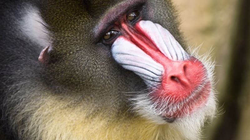 KVÍZ: Co všechno víte o opicích