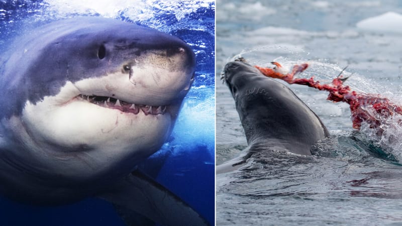 Na žraloky zaútočil nečekaný predátor. Hrozí vážné dopady na potravní řetězec